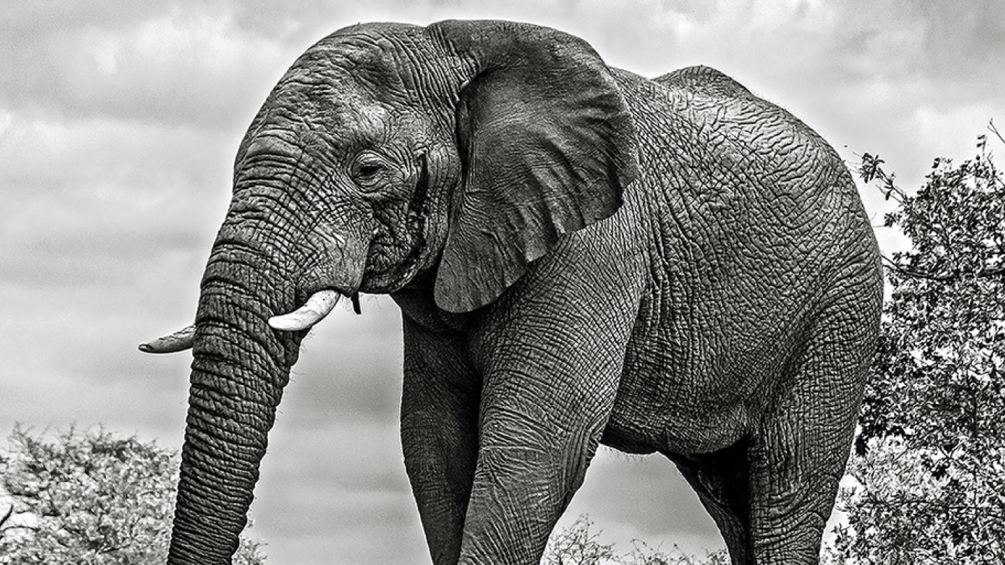 Every Picture Tells A Story